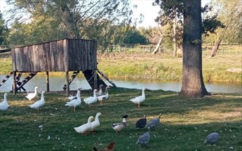 Chacra En Venta - Colonia Del Sacramento - foto 5