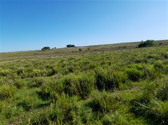 Amarillo Group VENDE 210 hectáreas en el dpto de Tacuarembó