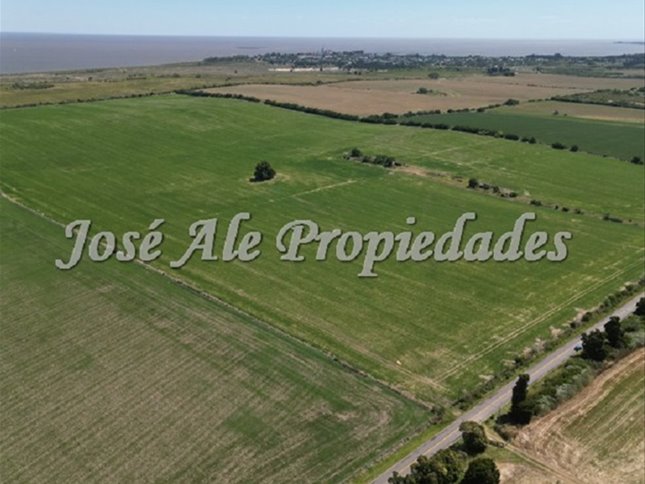 EN VENTA CAMPO 52 HA UBICADO EN COSMOPOLITA, COLONIA - foto 4