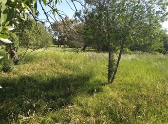 Campo en Nueva Helvecia