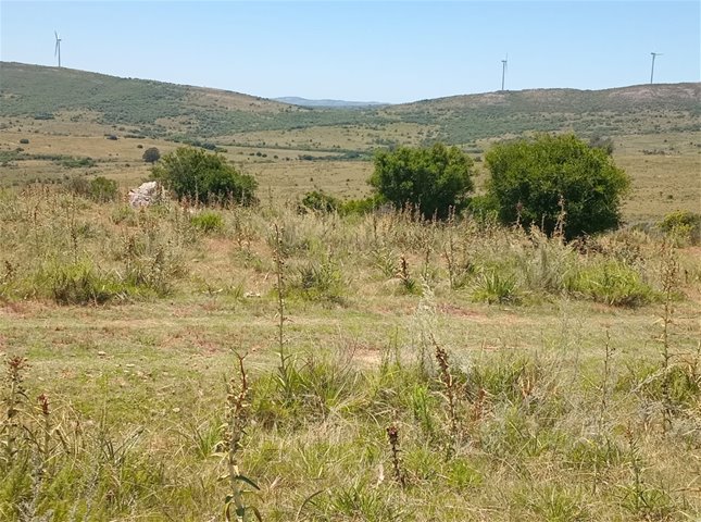 CAMPO EN VENTA - SIERRAS DEL CARAPE - MALDONADO - foto 2