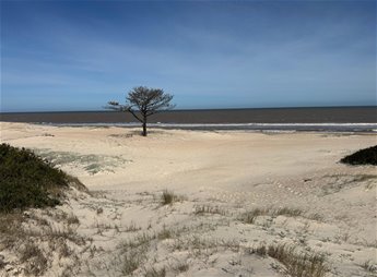 PINAR SUR Oportunidad! Venta 2 terrenos linderos sobre las dunas de la playa, con vistas despejadas al mar, primera línea a la playa y a 2 cuadras del arroyo: 1522m2, Padrones 47478 y 47464