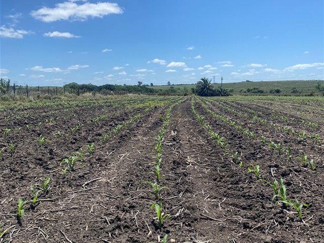 Venta campo en San José Agrícola Ganadero - foto 1