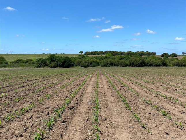 Venta campo en San José Agrícola Ganadero - foto 2