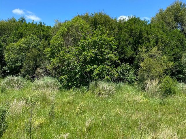 Venta campo en San José Agrícola Ganadero - foto 3