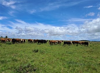 Venta Chacra 5 há sobre ruta 5 dpto de Durazno