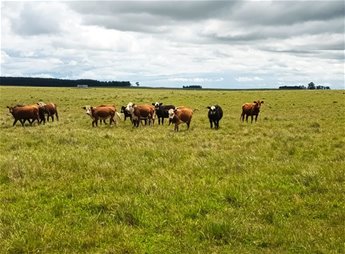 Venta de Campo mixto en Durazno