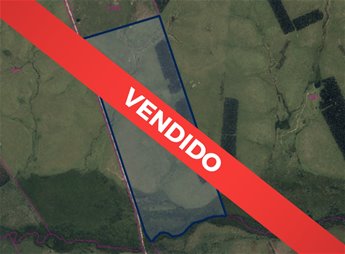 Campo VENDIDO 124 Ha Con Renta Asegurada Durazno Villa Del Carmen Oportunidad Para Inversores