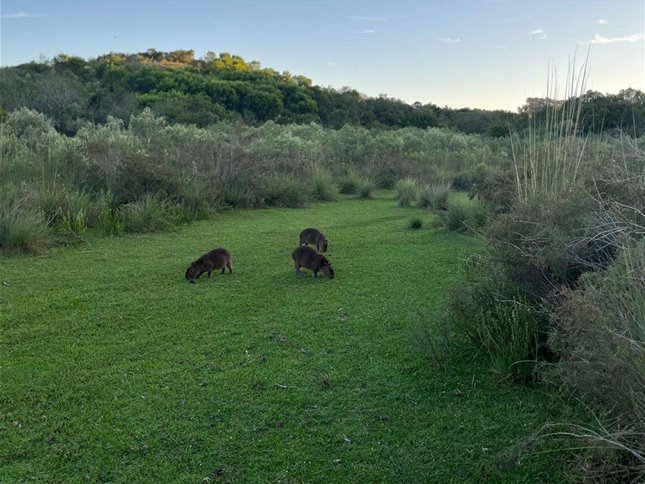 Campo 221 há Caza Mayor y Turismo sobre Ruta 98 — Sierra, Agua y Luz — Treinta y Tres - foto 2