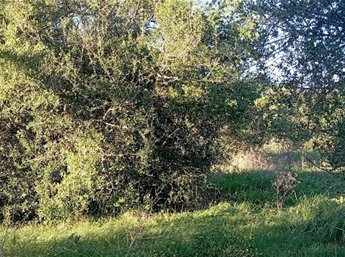 Campo en Nueva Helvecia