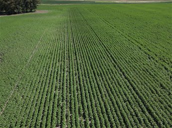 Venta 500 hectáreas agrícolas en Soriano