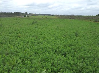 VENTA Campo 14 hectareas Progreso Canelones, sobre Cno Cipero y Cno Cuatro Piedras