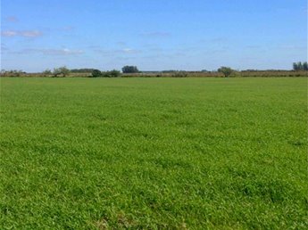 Venta de 90 Hectareas de Campo Agricola en Migues
