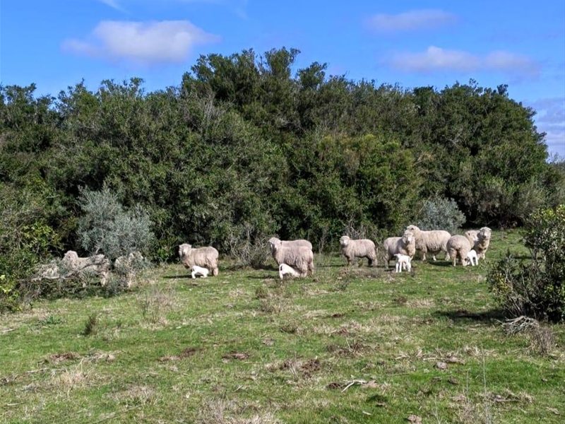 Venta de chakras únicas cerca de Aiguá. Con luz, caminos realizados. Documentación al día y en regla. Con USD 10000 reserva la tuya y financia el resto. - foto 2